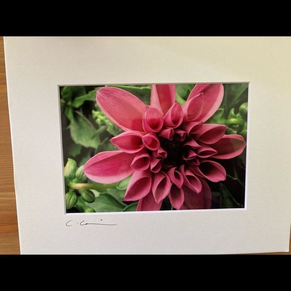 New Original Signed Photography - Picture 3 of 5